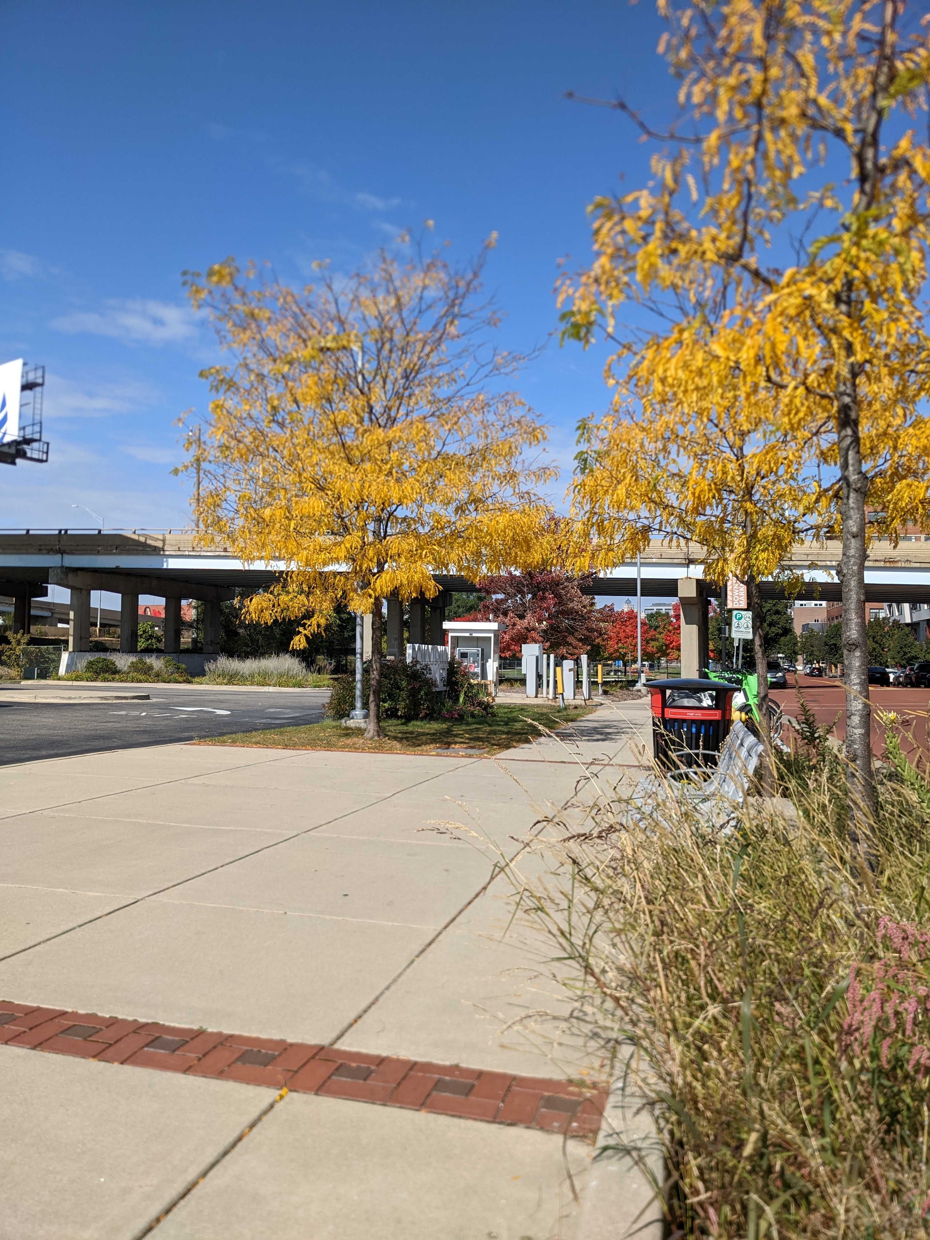 trees with bright yellow leaves flanking a sidewalk